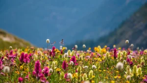 Colorful wildflowers blooming in the Rockies - a sight to see during shoulder season luxury travel